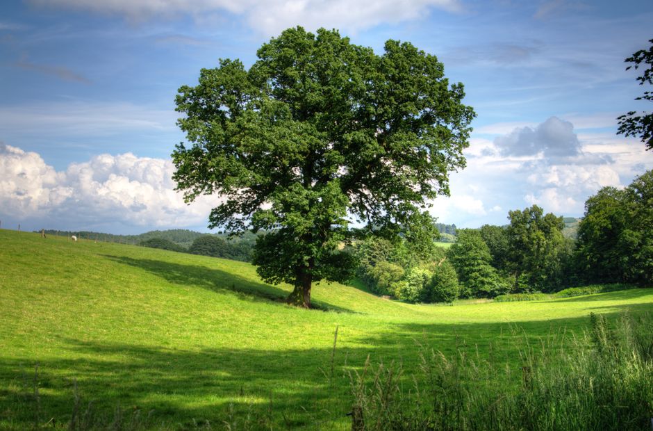 Blythe Hill Fields bulky waste removal tips for Honor Oak homes