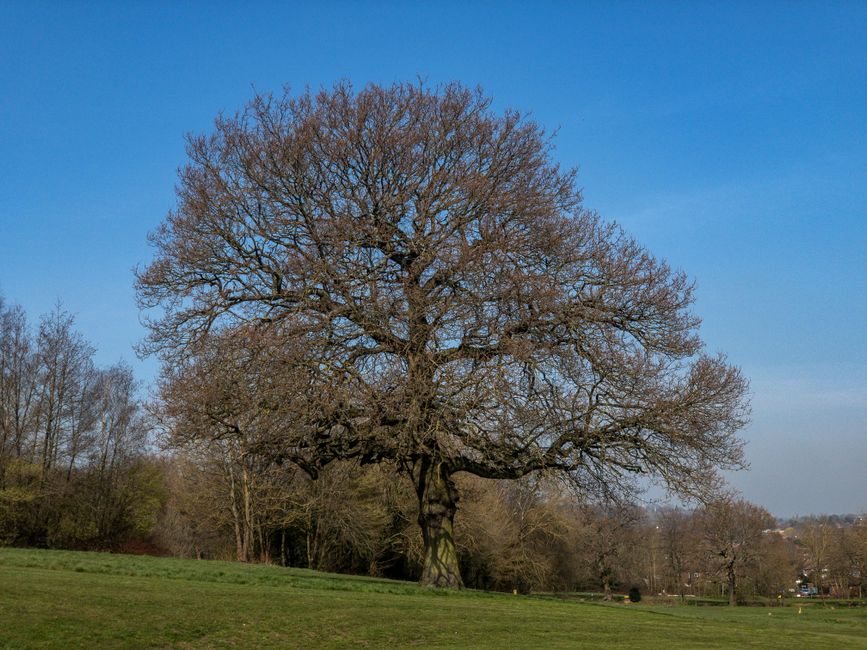 A large, mature deciduous tree with a broad, rounded canopy filled with dense green foliage stands prominently in the center of a gently sloping grassy field. The tree's trunk is sturdy and textured w